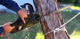 Lawn Pest Prevention in Sinton, TX