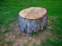 Best Emergency Tree Removal  in Sinton, TX