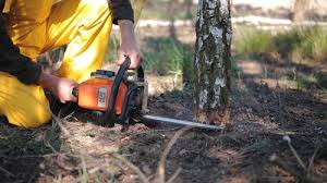 Sinton, TX Tree Services Company