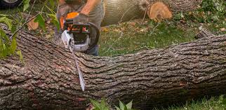 Best Soil Testing and Treatment  in Sinton, TX