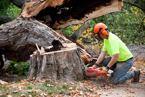 Best Tree Removal  in Sinton, TX