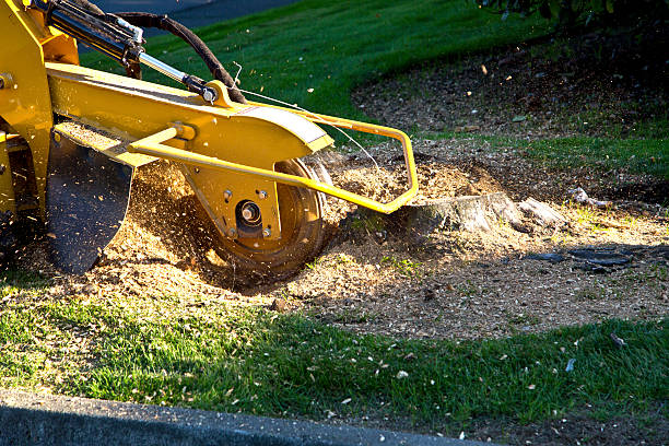 Best Tree Disease Treatment  in Sinton, TX
