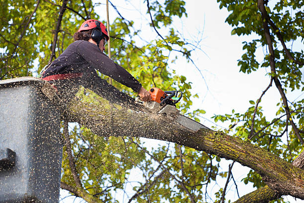 How Our Tree Care Process Works  in  Sinton, TX